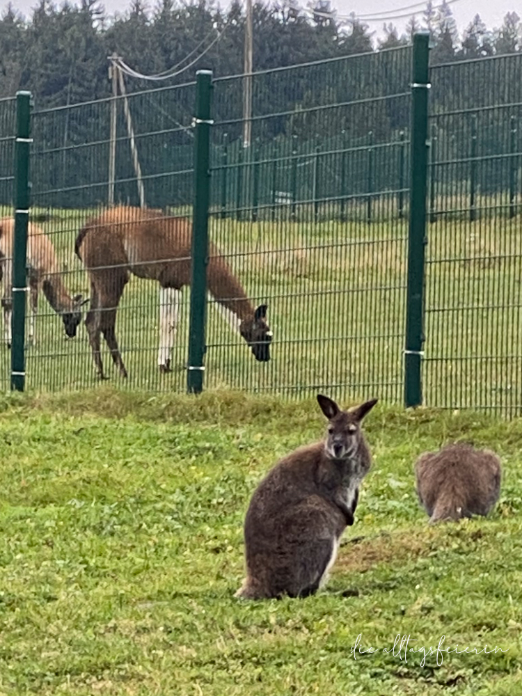 Wochenrückblick No. 37-2024, diealltagsfeierin.de, Känguru Waldwipfelweg